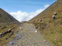 Trek El Choro - Parc National Cotapata